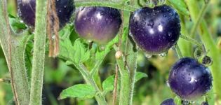 Tomaattilajikkeen Sininen nippu ominaisuudet ja kuvaus, sen sato
