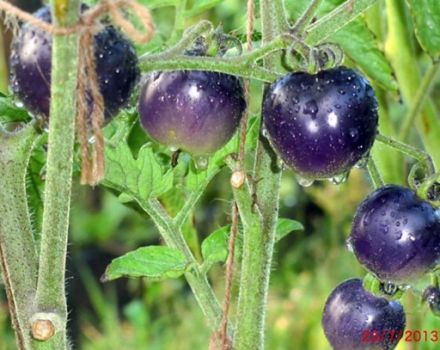 Charakteristiky a opis odrody rajčiaka modrého strapca, jeho úrody