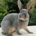 Beschrijving en kenmerken van Rex-konijnen, onderhoudsregels