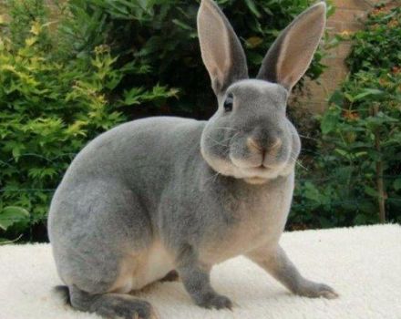 Rex tavşanlarının tanımı ve özellikleri, bakım kuralları