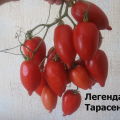 Egenskaber og beskrivelse af tomatsorten Legenda Tarasenko (multiflora), dens udbytte