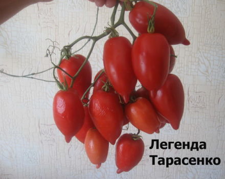 Características y descripción de la variedad de tomate Legenda Tarasenko (multiflora), su rendimiento.