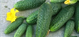 Beschrijving van de variëteit aan komkommers Shchedryk, hun teelt