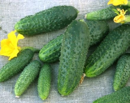 Beschrijving van de variëteit aan komkommers Shchedryk, hun teelt