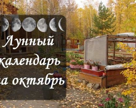 Lunárny sejací kalendár záhradníka a záhradníka, tabuľka prác na október 2020