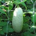 Descripció de varietats de cogombres blancs, que creixen i cuiden