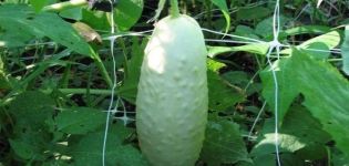 Descrizione delle varietà di cetrioli bianchi, coltivazione e cura di loro