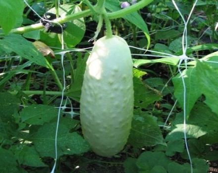 Beschrijving van variëteiten van witte komkommers, die groeien en ervoor zorgen