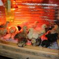 Optimalios temperatūros vertės vienadieniams viščiukams auginti