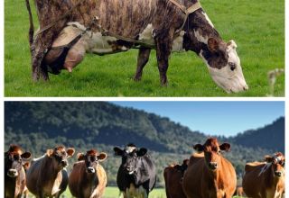 Determination of the service period for cows and how long the interbody cycle lasts