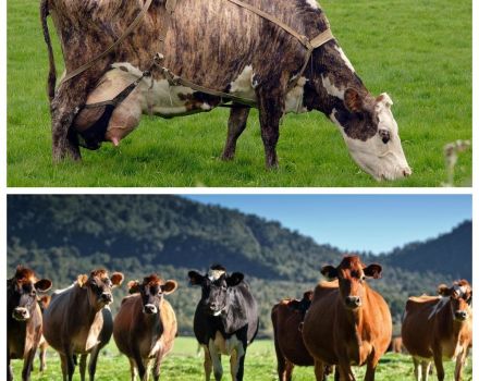 Bepaling van de serviceperiode voor koeien en hoe lang de interbody-cyclus duurt
