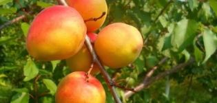 Ankstyvųjų ir vėlyvųjų abrikosų veislių Melitopolsky aprašymas, selekcijos istorija ir derlius