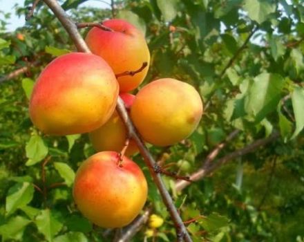 Paglalarawan ng maaga at huli na mga varieties ng mga aprikot Melitopol, ang kasaysayan ng pagpili at ani