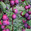 20 best varieties of columnar plum with a description, planting rules and care