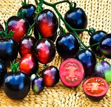 Eigenschaften und Beschreibung der Tomatensorte Black Bunch, deren Ertrag