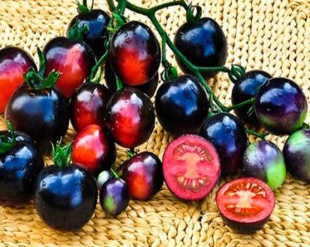 Juodųjų vynuogių pomidorų veislės savybės ir aprašymas, derlius