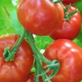Charakterystyka i opis odmiany pomidora Khlynovsky