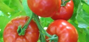 Tomaattilajikkeen Khlynovsky ominaisuudet ja kuvaus