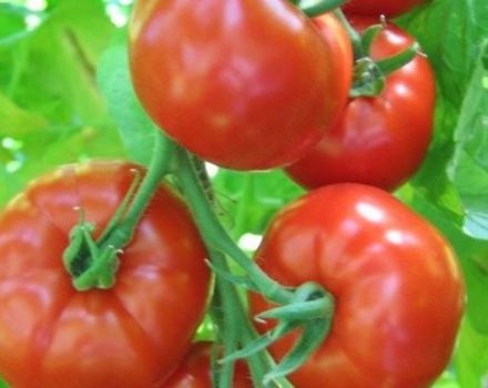 Caractéristiques et description de la variété de tomate Khlynovsky