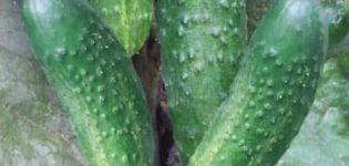 Description of the variety of cucumbers Brother Ivanushka, features of cultivation and care