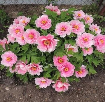 Differences and characteristics of the tree peony and herbaceous peony