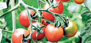 Kenmerken en beschrijving van de tomatenvariëteit King of the Early, de opbrengst