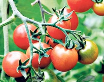 Eigenschaften und Beschreibung der Tomatensorte King of the Early, deren Ertrag