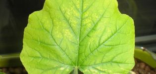 Cosa fare se i cetrioli hanno foglie pallide, come nutrirsi