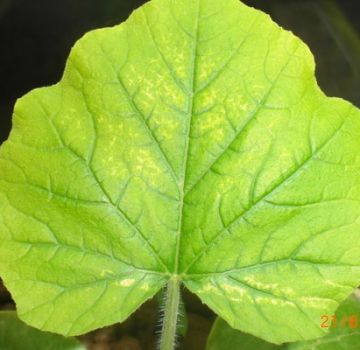 Qué hacer si los pepinos tienen hojas pálidas, cómo alimentar