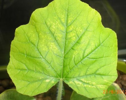 Qué hacer si los pepinos tienen hojas pálidas, cómo alimentar