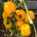 Opis odmiany pomidora Amber Heart i jej właściwości