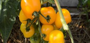 Description of the tomato variety Amber Heart and its characteristics