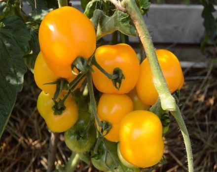 Beschrijving van de tomatenvariëteit Amber Heart en zijn kenmerken
