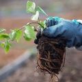 Comment et quand est-il préférable de transplanter des clématites à l'automne ou au printemps dans un nouvel endroit
