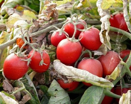 Donna Anna tomātu šķirnes un tās īpašību apraksts