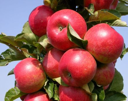 Descrierea și caracteristicile mărului columnar din soiul Ostankino, plantare și îngrijire