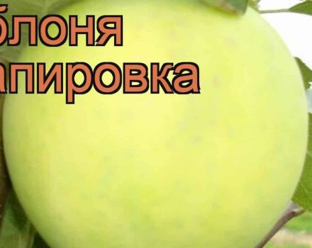 Papirovka elma çeşitlerinin tanımı ve özellikleri, avantajları ve dezavantajları, yetiştirme