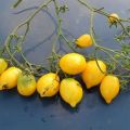 Descripción de la variedad de tomate Citrus Garden y sus características