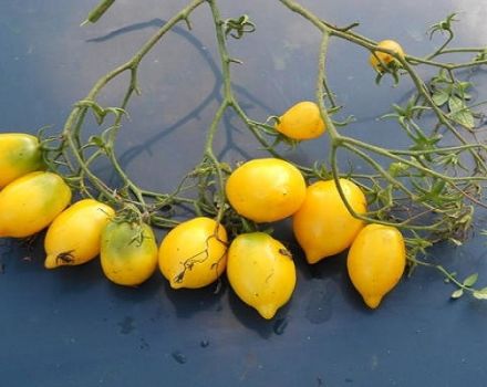 Description of the tomato variety Citrus Garden and its characteristics