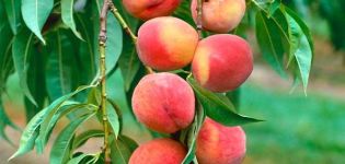 Labākie veidi, kā izplatīt persiku un lauksaimniecības praksi