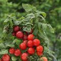 Najlepšie nízko rastúce odrody cherry paradajok na otvorenom priestranstve