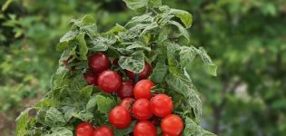 Le migliori varietà di pomodorini a bassa crescita per terreni aperti
