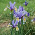 Description of varieties of bulbous irises, planting and care in the open field
