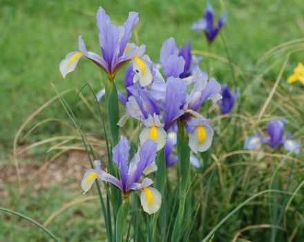 Beskrivning av sorter av kulformiga iris, plantering och skötsel i det öppna fältet