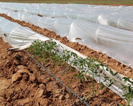 When to remove the film from tomato seedlings