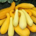 Descrizione delle migliori varietà di zucchine gialle per il consumo e la coltivazione