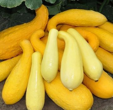 Description of the best varieties of yellow zucchini for consumption and cultivation