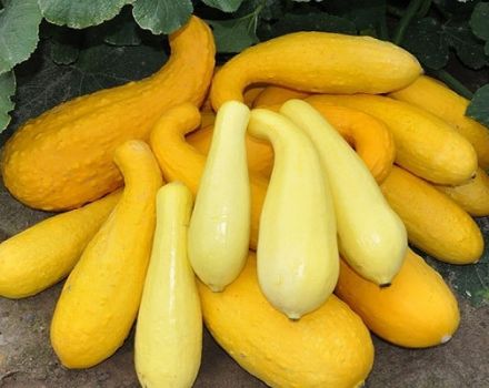 Descripció de les millors varietats de carbassó groc per al consum i el cultiu