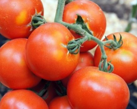 Beschrijving en kenmerken van het tomatenras Martha F1