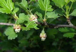Reasons why gooseberries do not bear fruit and what to do for treatment